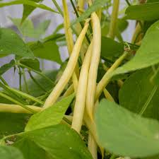 Venezia Bean Vegetable Seeds for Your Garden