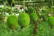 Green Wooly Bear Gourd Vegetable Planting Seeds
