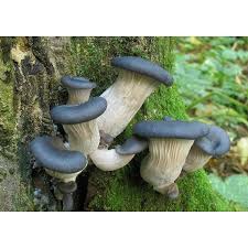 Oyster Mushroom Seeds for Easy Planting