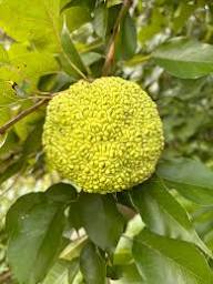 Light Green Maclura Pomifera Tree Planting Seeds for Your Garden