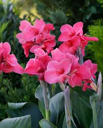 Pink Canna Flower Seeds for Planting Pollinator Friendly Heirloom & GMO Free Seeds for Home Garden
Sale