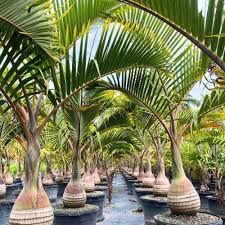 Planting Seeds for Bottle Palm Trees