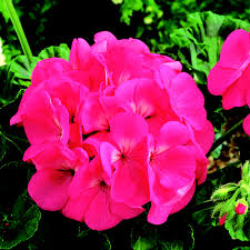 Pink Climbing Geranium Flower Seeds for Planting Perfect for Borders Heirloom & GMO Free Seeds for Home Garden
Sale