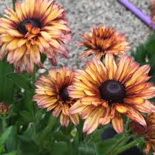 Rudbeckia Sahara Flower Seeds for Vibrant Garden Blooms