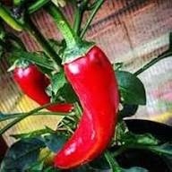 Red Nardello Vegetable Seeds for Home Planting