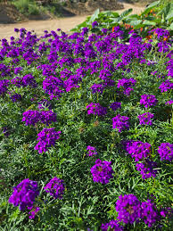 Purple Moss Verbena Seeds for Planting - Stunning Garden Ground Cover