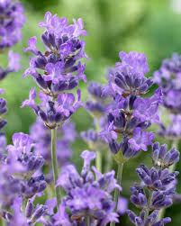 Blue Lavender Munstead Seeds growing in home gardens, containers, raised beds, and outdoor landscapes