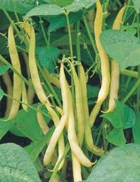 Yellow Bush Bean Seeds for Your Garden