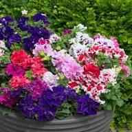 Multi-Flowered Double-Petal Petunia Seeds for Planting - Vibrant Mixed Colors