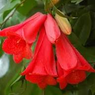Lapageria Flower Seeds Planting Guide