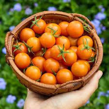 Gold Tomato Seeds for Vegetable Planting