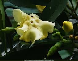 Voacanga Flower Seeds: Enchanting Blooms for Garden Enthusiasts Plant with Joy!
