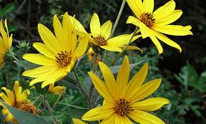 Topinambur Flower Seeds for Planting - Cultivate Stunning Jerusalem Artichoke Blooms in Your Garden