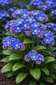 Blue Myosotis Alpestris Seeds for Planting