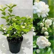 Jasmine Flower Seeds for Planting - Fragrant Blooms, Easy Gardening