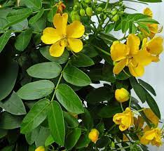 Bubble Senna Seeds for Planting Senna Corymbosa flower bed native landscape