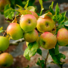 Orange Apple Seeds for Planting Grow Your Own Unique Fruit