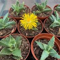 Yellow Faucaria Tigrina Plant Seeds Planting