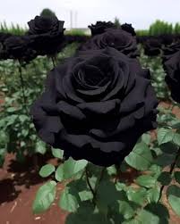 Rose Flower Black Seeds for Planting Seed for Stunning Dark Blooms