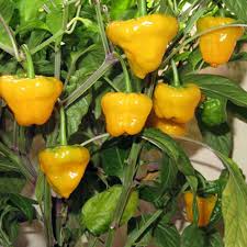 Premium Bonnet Vegetable Seeds - Easy Planting Guide Included