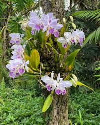 Green Cattleya Flower Planting Seeds for Vibrant Blooms - Evergrowseeds
