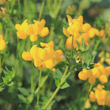 Birdsfoot Flower Seeds Easy Planting Guide for a Stunning Garden