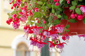 Red and White Fuchsias Seeds for Planting