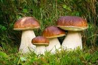 Slippery Jack Mushroom Vegetable Seeds for Planting
