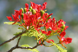 Delonix regia B6 Royal Poinciana - Flamboyant Flame Tree (Gulmohar)