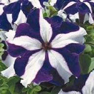 Violet White Petunia Petals Planting Seeds: Delightful Floral Addition for Your Landscape