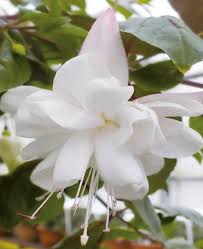 White Double Petals Fuchsia Flower Seeds for Planting Easy to Grow Heirloom & GMO Free Seeds for Home Garden
Sale