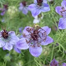 Nigella Love in the Mist Midnight Blue Seed for Plantings for Planting for Elegant, Blue Flowers Heirloom Non-GMO Seeds