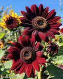 Chocolate Sunflower Seeds - Perfect for Planting