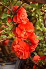 Orange Chaenomeles Flower Seeds for Planting Vibrant Blooms