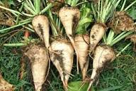 Cream Sugar Beet Seeds for Home Garden Planting
