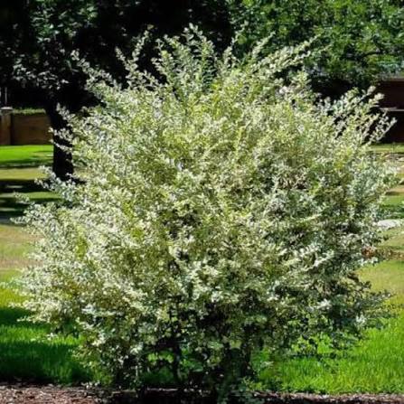 White Privet Flower Seeds for Planting Enhance Your Garden Heirloom Non-GMO Seeds