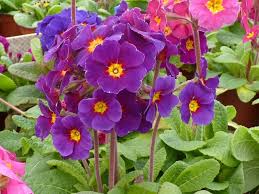 Purple Primula Autumn Flower Seeds for Planting Pollinator Friendly Heirloom & GMO Free Seeds for Home Garden
Sale