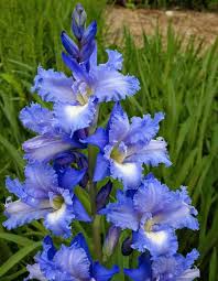 Planting Guide for Blue Gladiolus Flower Seeds