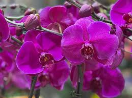 Butterfly Orchids Flower Seeds Violet Planting