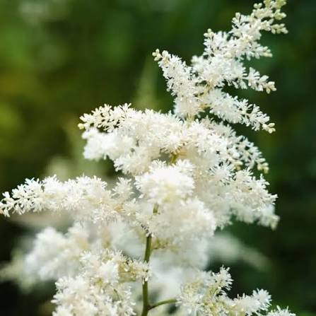 White Astilbe Flower Seeds blooming in flower beds, containers, borders, and pollinator-friendly gardens