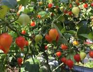 Biquinho Seeds for Home Vegetable Planting