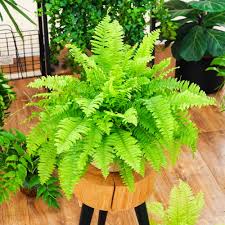 Blue Green Fern for Planting Low Maintenance Heirloom & GMO Free Seeds for Home Garden
Sale