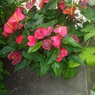Dark Pink Anthurium Flower Seeds for Planting Seasonal Bloomer Heirloom & GMO Free Seeds for Home Garden
Sale