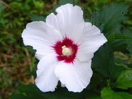 Syriacus Flower seeds for Planting - Pollinator Friendly, Heirloom & GMO Free Seeds for Home Garden