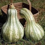 Cushaw Pumpkin Seeds for Easy Planting