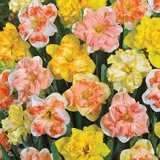 Mixed Color Double Narcissus Flower Seeds for Planting Drought Tolerant Heirloom & GMO Free Seeds for Home Garden
Sale