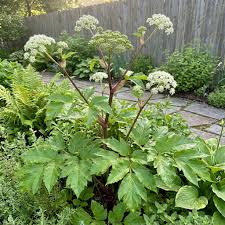 Ashitaba Seeds (Angelica keiskei) – Rare Japanese Herb