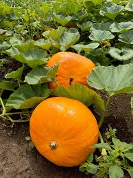 Vegetable Pumpkin Seeds Collection for Easy Planting