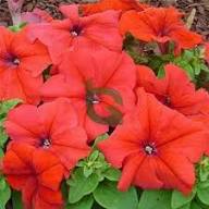 Double Madness Petunia Red Flower Planting Seeds - Vibrant Annual Seeds for Stunning Summer Blooms