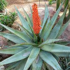Edible Aloe Vera Plant Seeds for Easy Planting Grow Fresh Aloe at Home